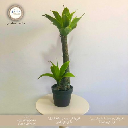 شجرة يوكا اصطناعية
