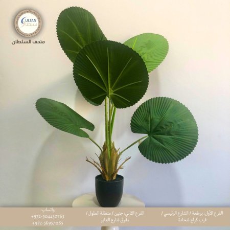 شجرة ليفيستونا صناعية حجم  وسط