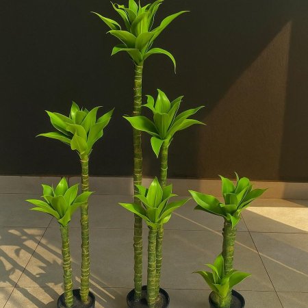 شجر اوليفيرة زينة